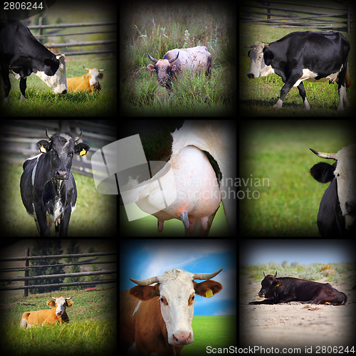 Image of cows images in one collage