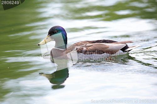 Image of mallard duck on water surface