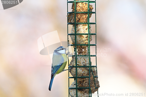 Image of blue tit hanging on lard feeder