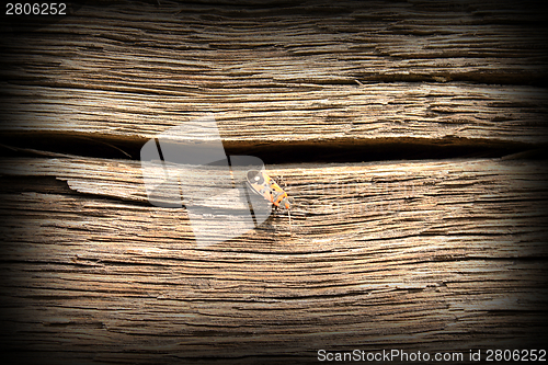 Image of bug on old oak wood plank