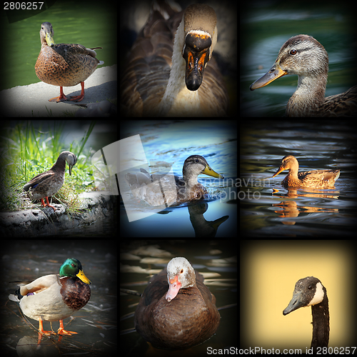 Image of water birds