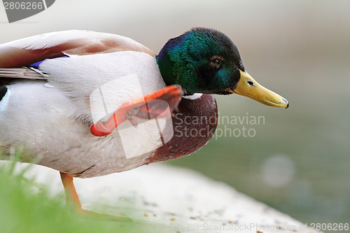 Image of wild duck scratching its head