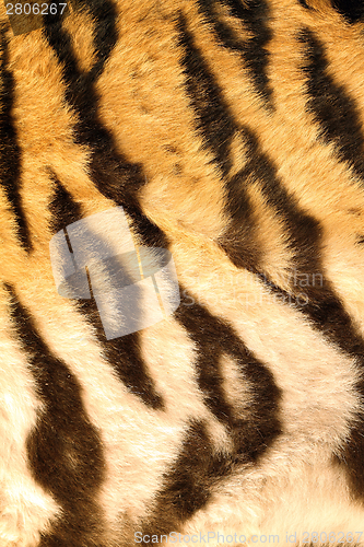 Image of beautiful dark stripes on tiger furr