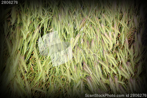 Image of textured grass inflorescences