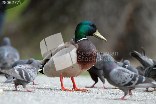 Image of male mallard duck amongst pigeons