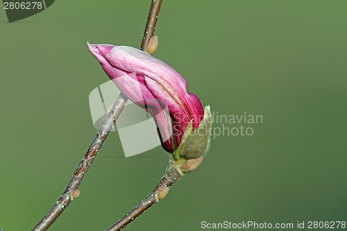 Image of beautiful magnolia spring flower