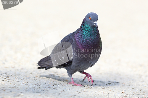Image of feral pigeon walking on park alley