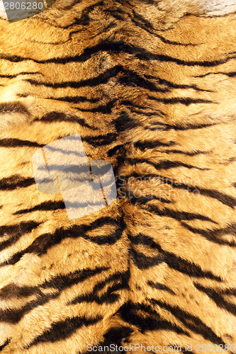 Image of stripes on tiger pelt