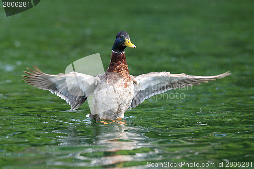 Image of wild duck spreading wings