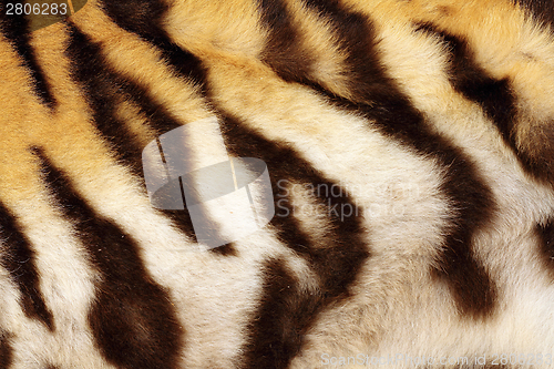 Image of detail on tiger real black stripes