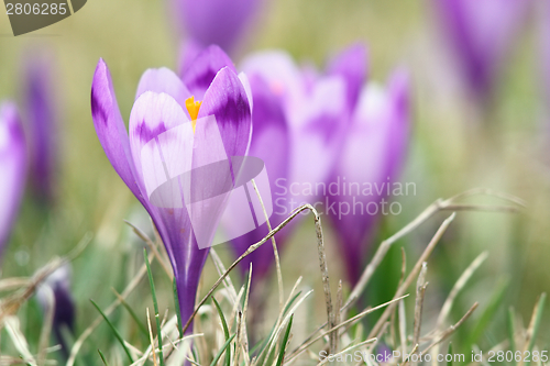 Image of beautiful  wild flowers of spring