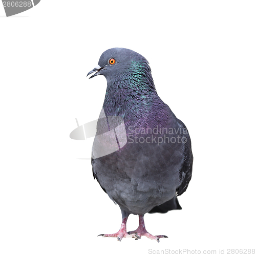 Image of isolated feral pigeon