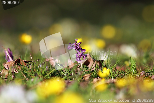 Image of faded flower on wild meadow