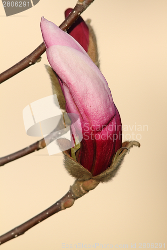 Image of beautiful magnolia flower ready to emerge