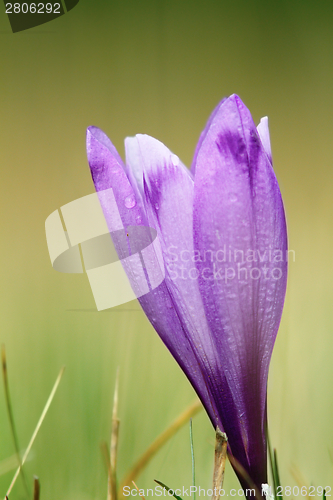 Image of detail of spring wild crocus