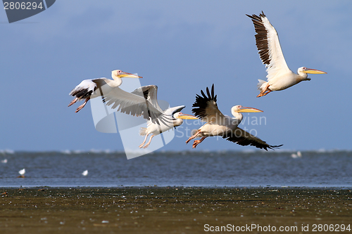 Image of group of pelecanus onocrotalus in air