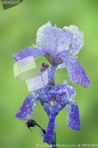 Image of blue iris abstract view