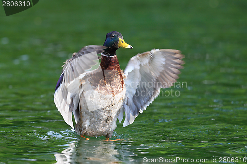 Image of big mallard duck spreading wings