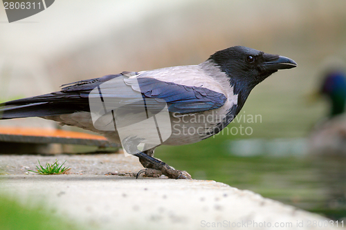 Image of hooded crow near the lake