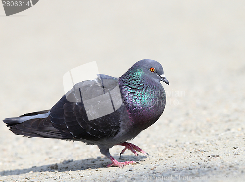 Image of male pigeon in mating season