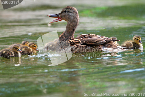 Image of female mallard with ducklings