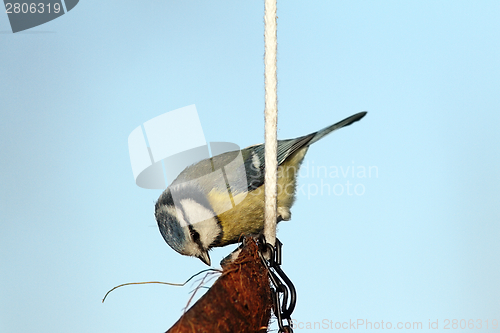 Image of hungry blue tit on lard feeder