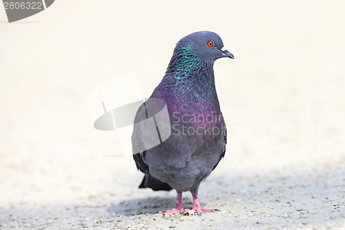 Image of pigeon on gravel alley