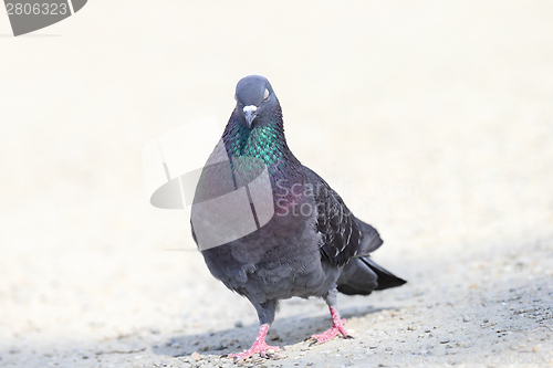 Image of sleepy pigeon