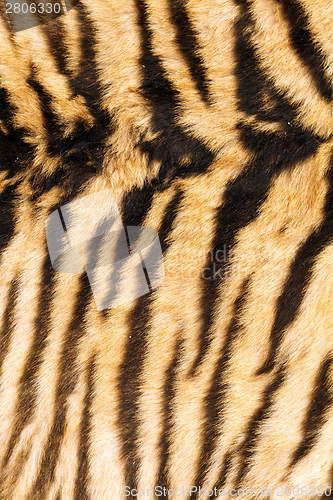 Image of stripes on tiger back