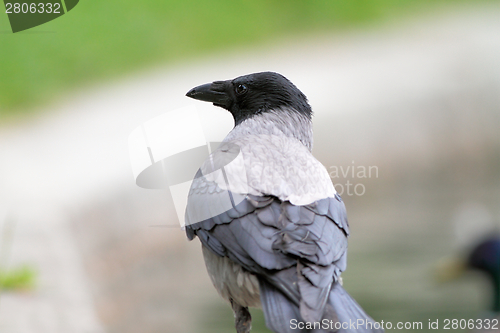 Image of hooded crow in the park