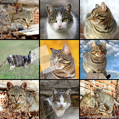 Image of collection of images with domestic cats