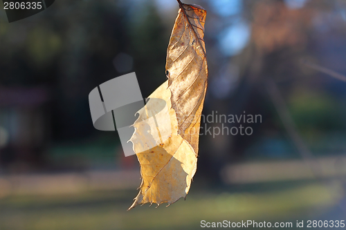 Image of faded dead leaf