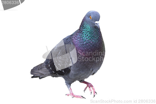 Image of isolated male feral pigeon