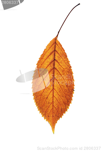 Image of golden isolated fallen leaf