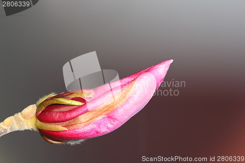 Image of magnolia bud ready to emerge