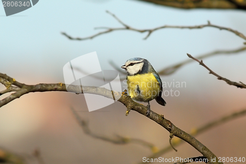 Image of tiny garden bird on branch