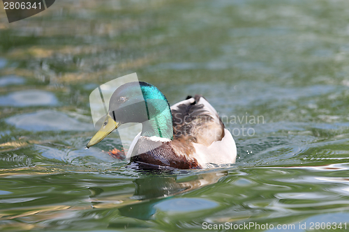 Image of male mallard on lake surface