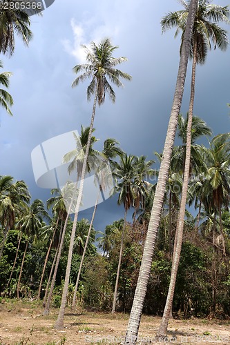 Image of tropical landscape