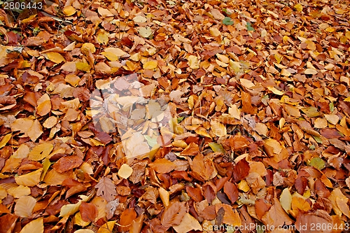 Image of Fallen leaves