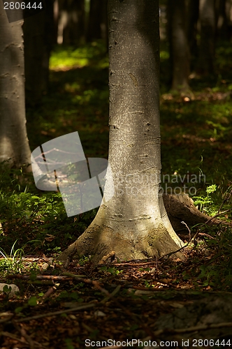 Image of Forest