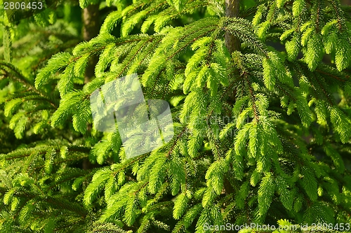 Image of Pine Tree