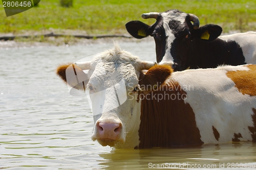 Image of Cow on a field