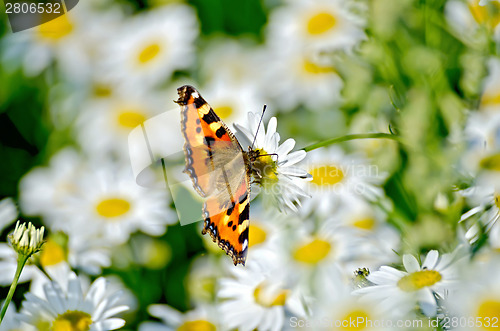 Image of Butterfly orange on a white flower