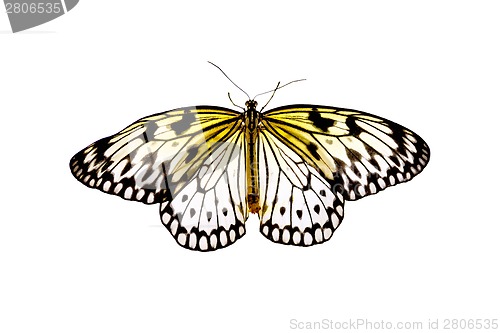 Image of Butterfly Idea Leuconoe