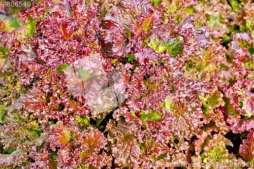 Image of Salad red texture 2