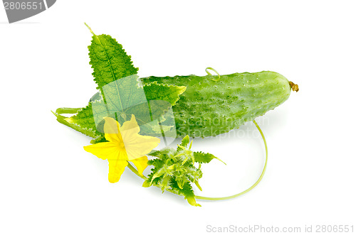 Image of Cucumber with flower and leaf