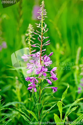 Image of Fireweed one flower