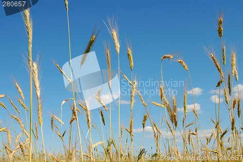 Image of Cereal