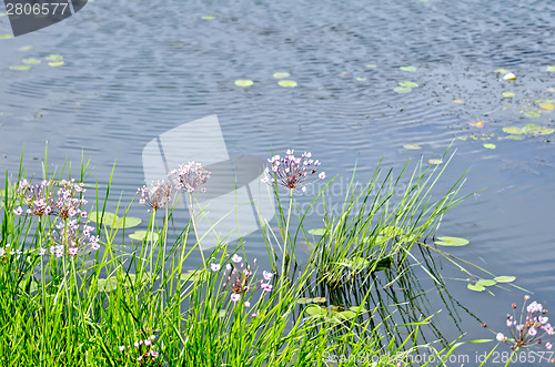 Image of Butomus umbellatus with water