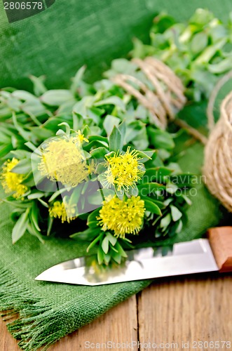 Image of Rhodiola rosea with a knife and coil of rope